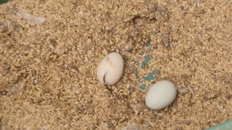 홍성샤인농부님의 장터 판매 상품 [백봉오골계 성조 마리당 15,000원] 첨부 사진