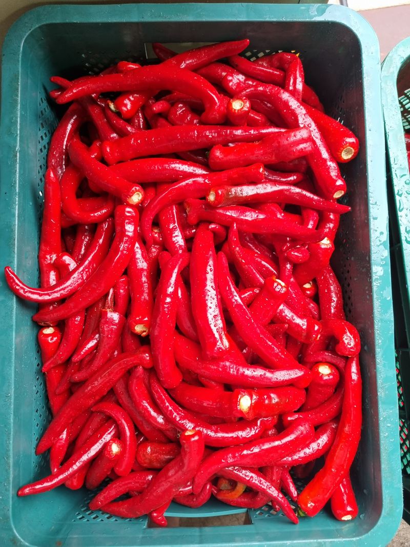 아이농장님의 장터 판매 상품 [🌶 해남 고춧가루(화건) 🌶 한근(600g) -14000 5근이상 무료배송!] 첨부 사진