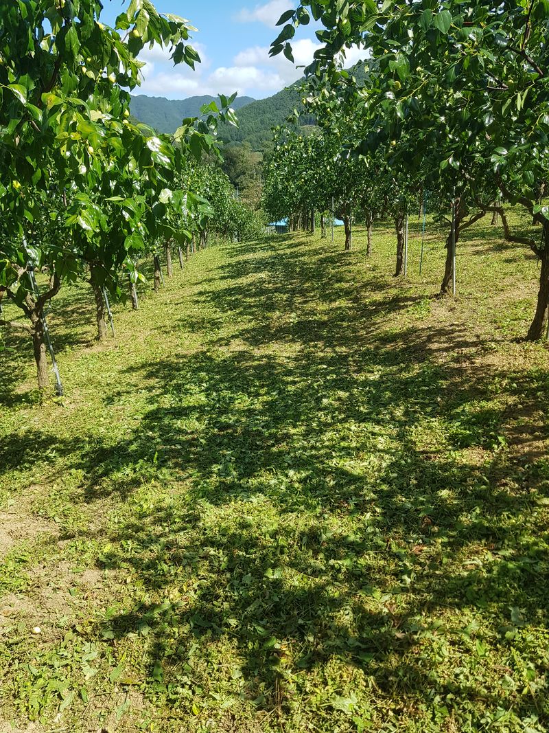 홍상옥님의 장터 판매 상품 [사과(왕) 대추 28mm이상 혼합 키로당 15000(팩 밎 박스 이중포장)] 첨부 사진