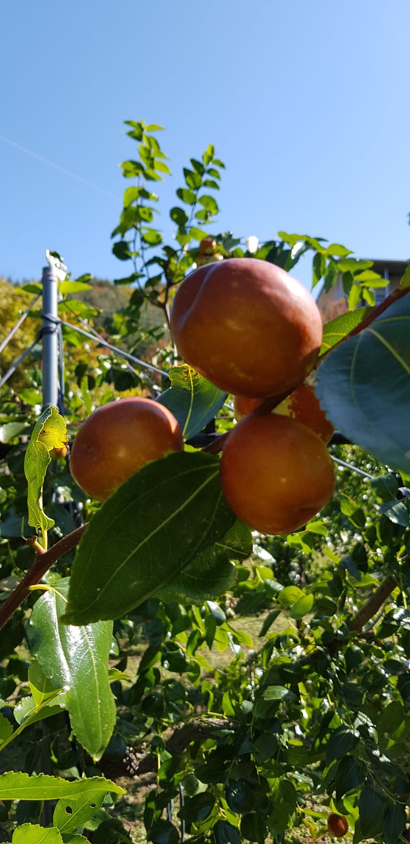 홍상옥님의 장터 판매 상품 [사과(왕) 대추 28mm이상 혼합 키로당 15000(팩 밎 박스 이중포장)] 첨부 사진
