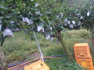 만석농원직판장화이팅님의 작성글 사진