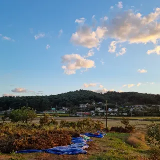 밝은숲님의 양파 · 자유게시판 작성글 사진