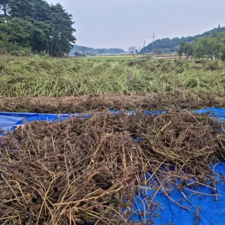 밝은숲님의 양파 · 자유게시판 작성글 사진