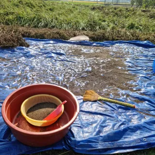밝은숲님의 양파 · 자유게시판 작성글 사진