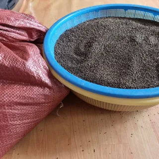 밝은숲님의 양파 · 자유게시판 작성글 사진