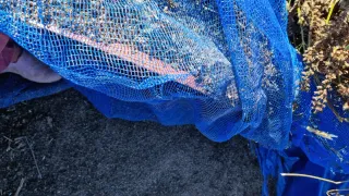 밝은숲님의 양파 · 자유게시판 작성글 사진