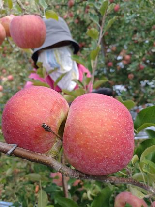 김은숙님의 시금치 · 일상 작성글 사진