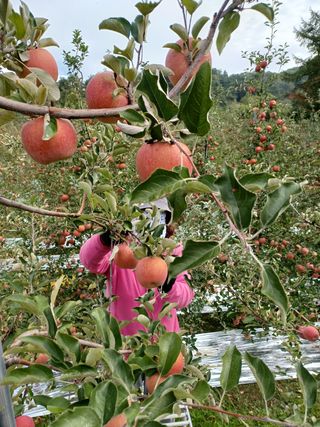 김은숙님의 시금치 · 일상 작성글 사진