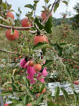 팜모닝 시금치·일상 게시글 이미지