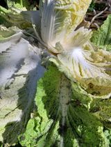 팜모닝 배추·병해충상담 게시글 이미지