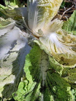 이강근님의 배추 · 병해충상담 작성글 사진