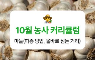 마늘 농사도우미님의 마늘 · 파종작업 작성글 사진