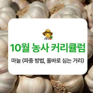 마늘 농사도우미님의 마늘 · 파종작업 작성글 사진