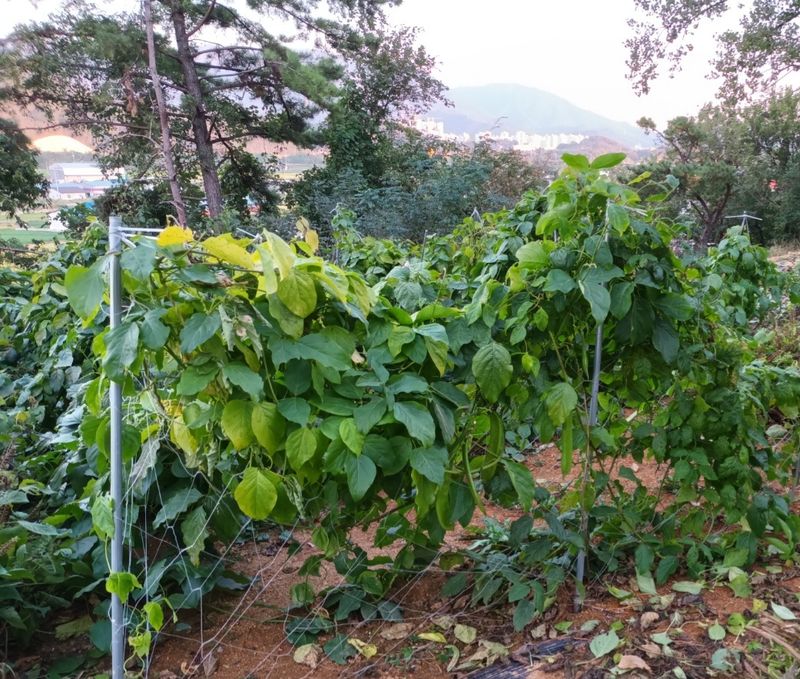 강신근님의 장터 판매 상품 [작두콩 상담] 첨부 사진