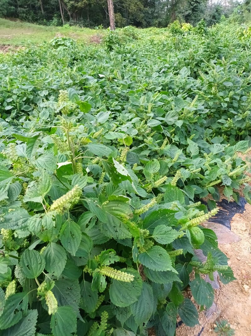 강신근님의 장터 판매 상품 [검은들깨 상담] 첨부 사진