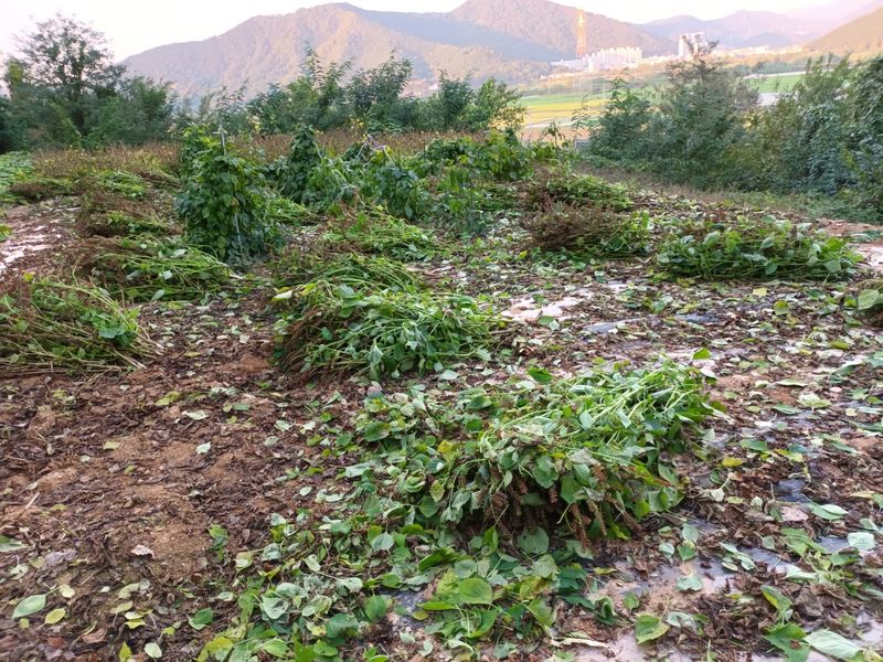 강신근님의 장터 판매 상품 [검은들깨 상담] 첨부 사진
