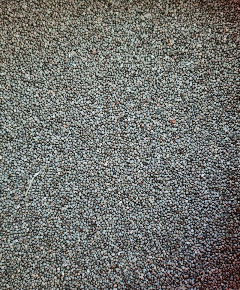 강신근님의 장터 판매 상품 [검은들깨 상담] 첨부 사진