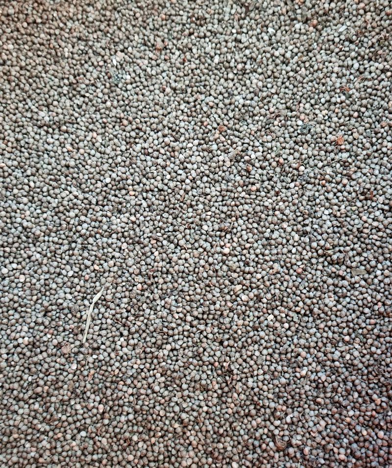 강신근님의 장터 판매 상품 [검은들깨 상담] 첨부 사진