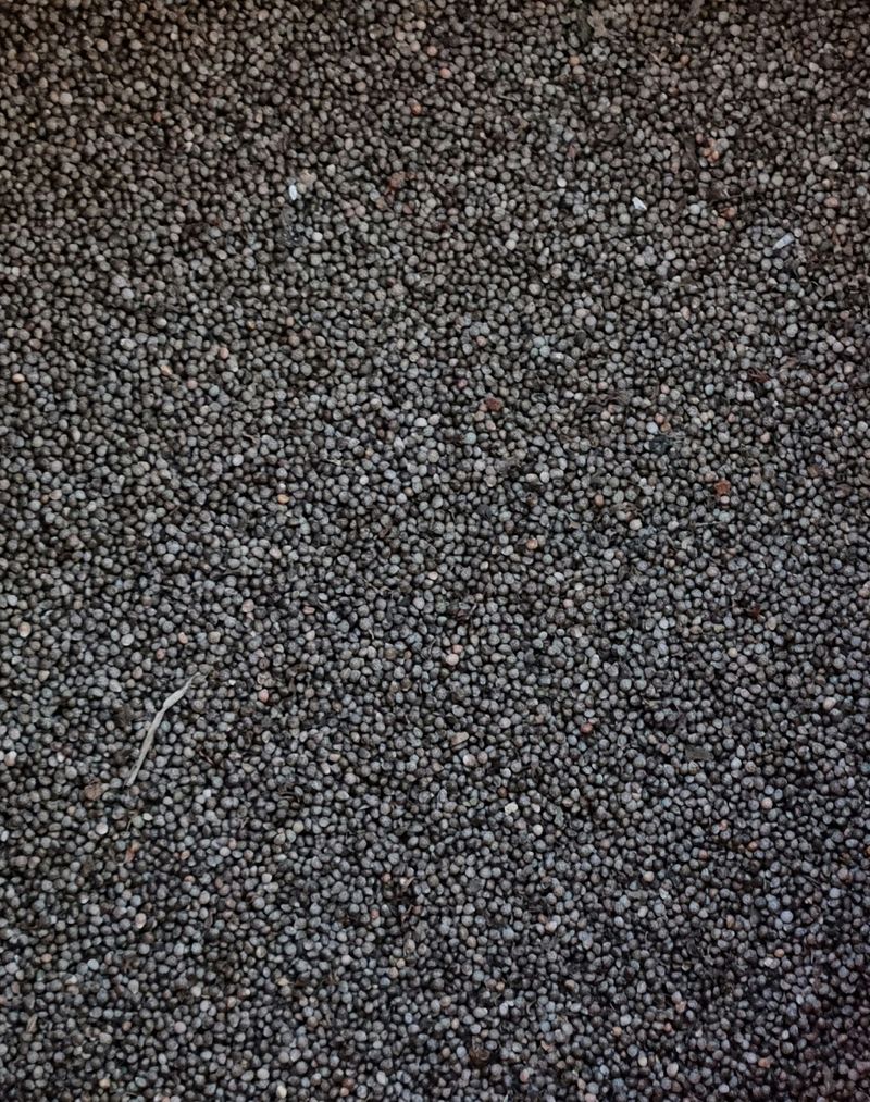 강신근님의 장터 판매 상품 [검은들깨 상담] 첨부 사진