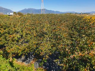 공주언니님의 감 · 자유게시판 작성글 사진