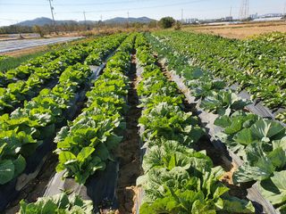 행복전도사3님의 배추 · 일상 작성글 사진
