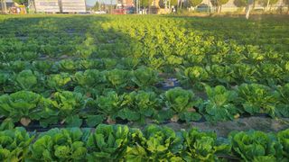 손정아님의 배추 · 병해충상담 작성글 사진