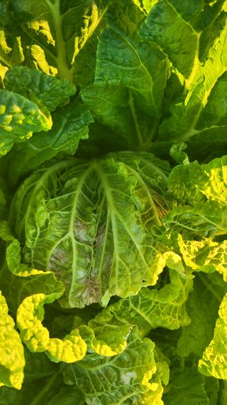 손정아님의 배추 · 병해충상담 작성글 사진