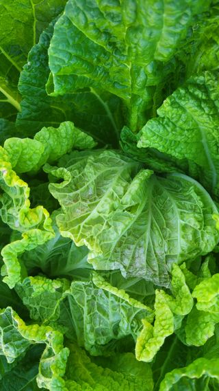 손정아님의 배추 · 병해충상담 작성글 사진