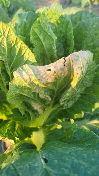 손정아님의 배추 · 병해충상담 작성글 사진