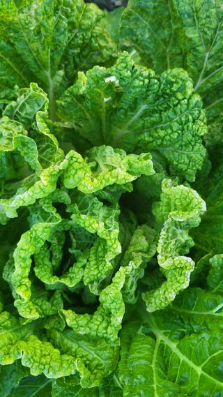 손정아님의 배추 · 병해충상담 작성글 사진