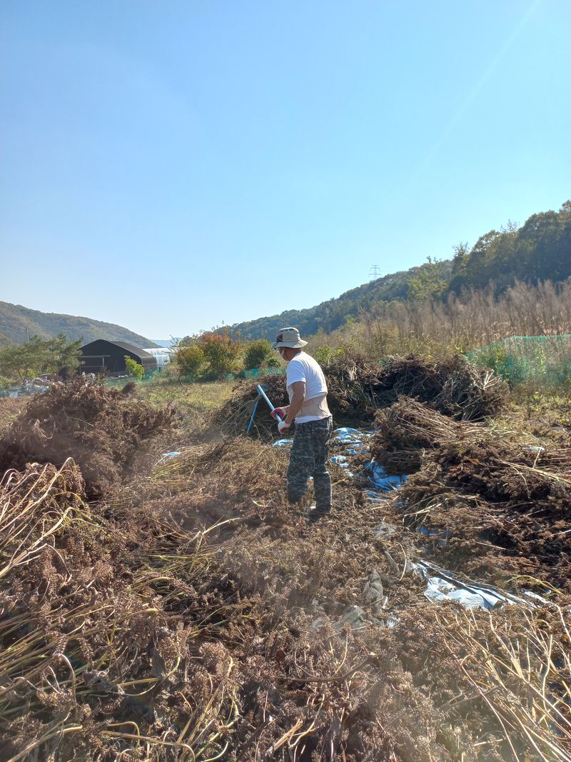 장터 상품 [들깨 ] 썸네일