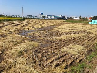 승두 병아리님의 자두 · 자유게시판 작성글 사진