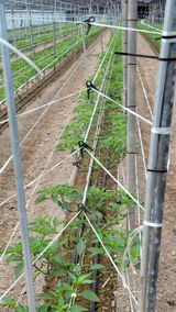 팜모닝 딸기·일상 게시글 이미지