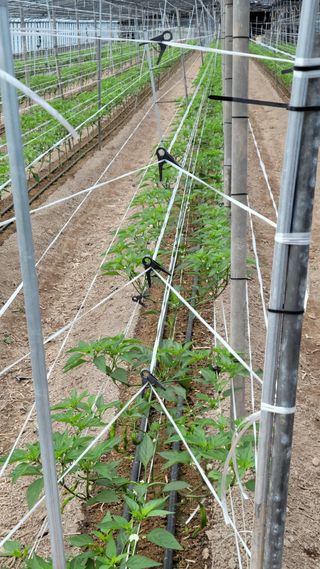 오이고추.꽈리고추님의 딸기 · 일상 작성글 사진