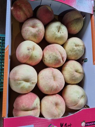 변광우님의 복숭아 · 병해충상담 작성글 사진