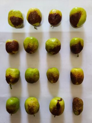 hankim팜님의 기타작물 · 병해충상담 작성글 사진