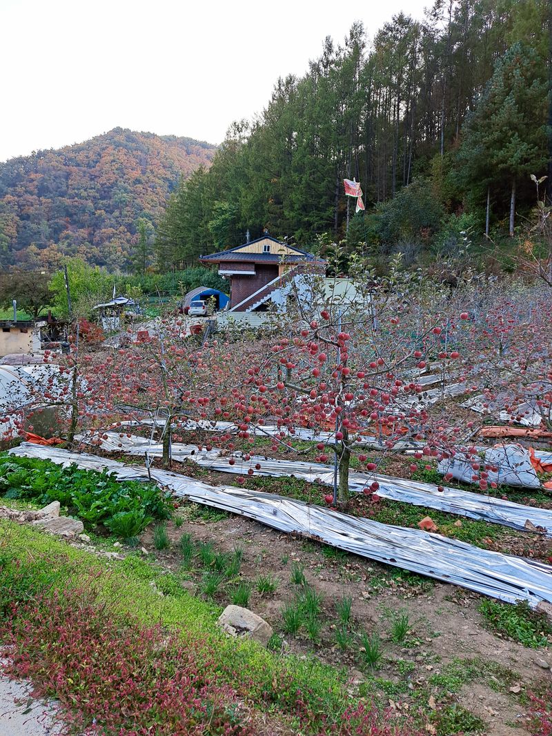 장터 상품 [사과(부사) 설명란에 기재] 썸네일