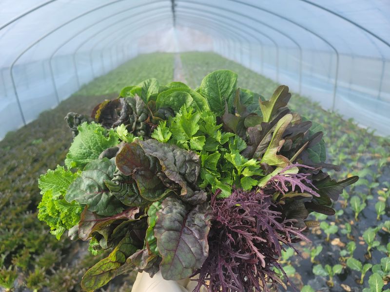 민이들아빠님의 장터 판매 상품 [유기농모듬쌈채소 ] 첨부 사진