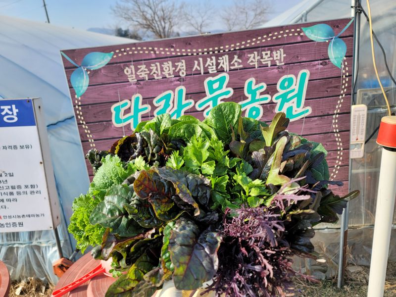 민이들아빠님의 장터 판매 상품 [유기농모듬쌈채소 ] 첨부 사진