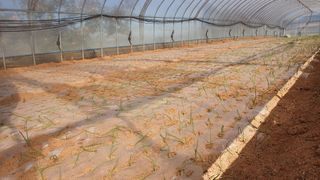 고창 다현이네님의 양파 · 자유게시판 작성글 사진