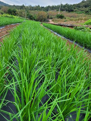 김원국님의 파 · 자유게시판 작성글 사진