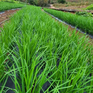 김원국님의 파 · 자유게시판 작성글 사진