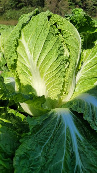 요리하는 농부님의 배추 · 일상 작성글 사진