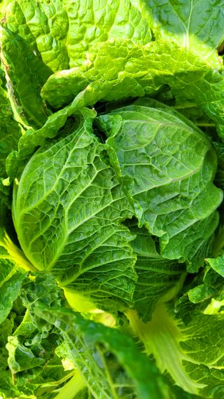 요리하는 농부님의 배추 · 일상 작성글 사진