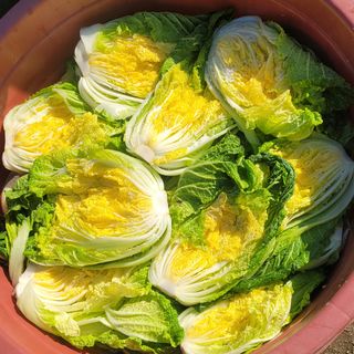 요리하는 농부님의 배추 · 일상 작성글 사진