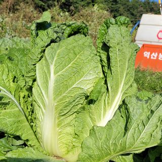 요리하는 농부님의 배추 · 일상 작성글 사진