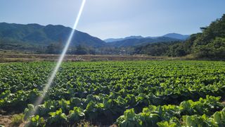 요리하는 농부님의 배추 · 일상 작성글 사진