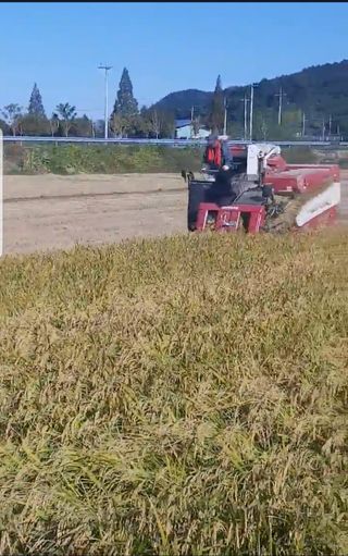 여수 여수님의 벼 · 자유게시판 작성글 사진