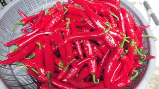 약선밥상머리님의 고추 · 일상 작성글 사진