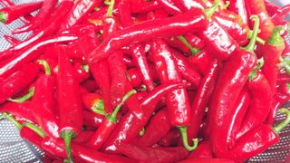 약선밥상머리님의 고추 · 일상 작성글 사진